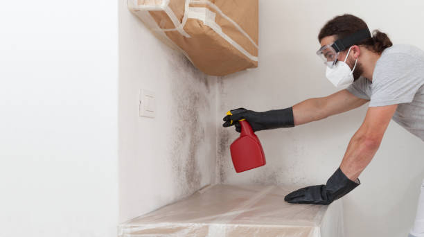 Professional Attic Mold Remediation technician working in Bloomfield, NY