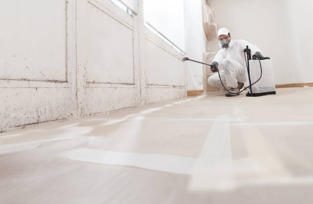 24/7 Emergency Attic Mold Remediation experts in Bloomfield, NY