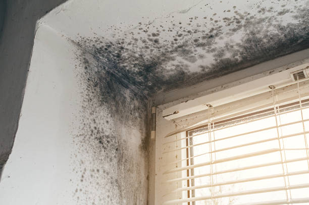 Affordable Attic Mold Remediation solutions in Bloomfield, NY